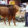 Fleischrindertag 2020 "Die Auktion"
